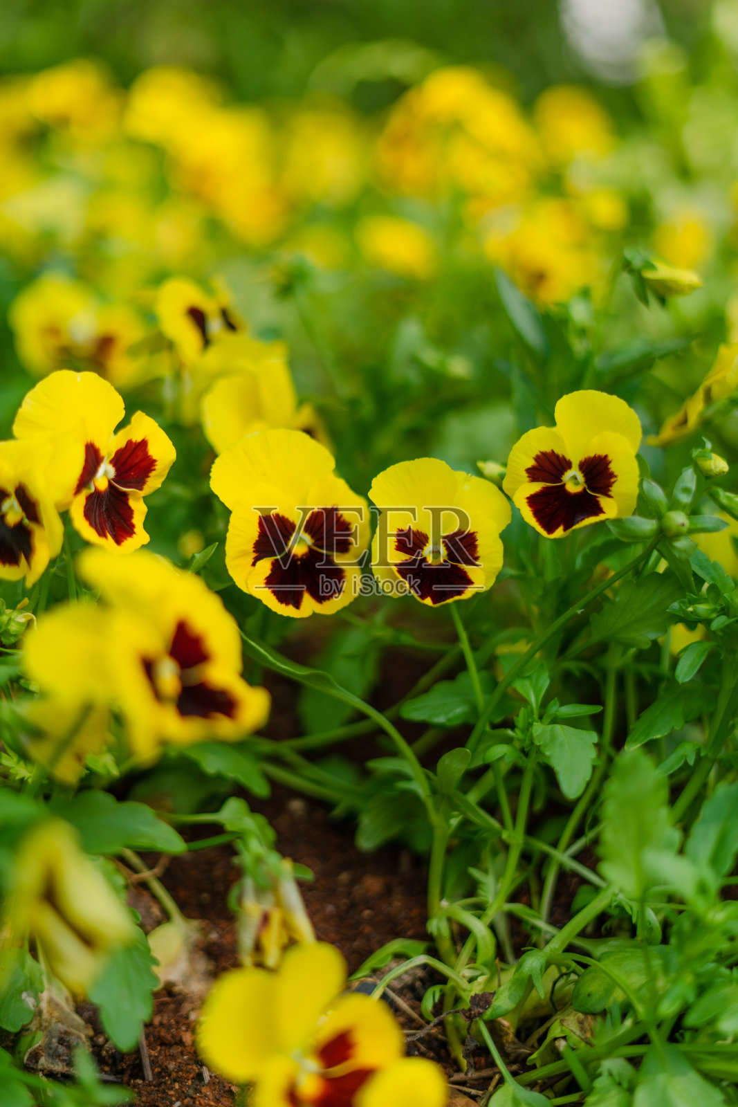 春天的彩色三色堇花丛照片摄影图片