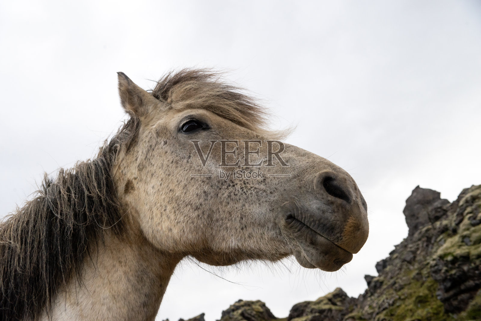 冰岛牧场冰岛马的特写照片摄影图片