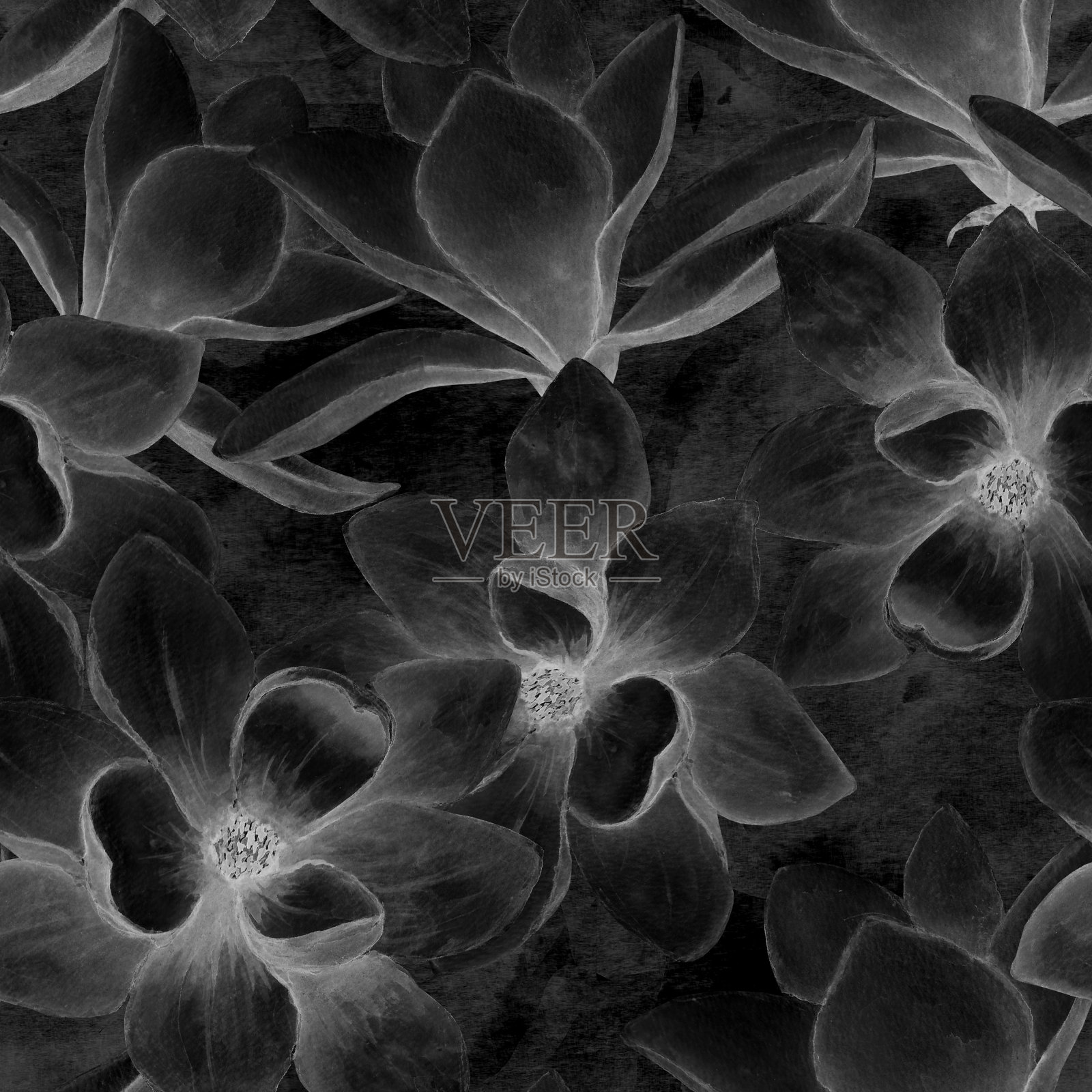 黑白美丽的木兰花无缝图案背景插画图片素材