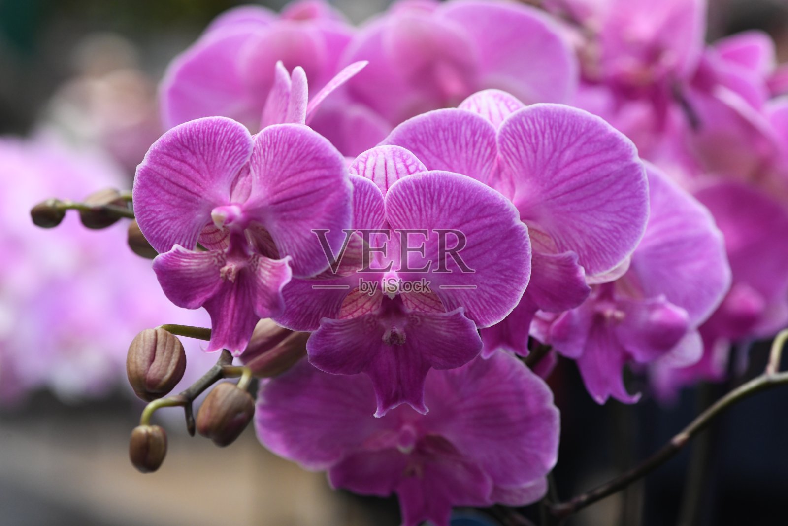 粉红紫色两种颜色的兰花孤立在背景上照片摄影图片