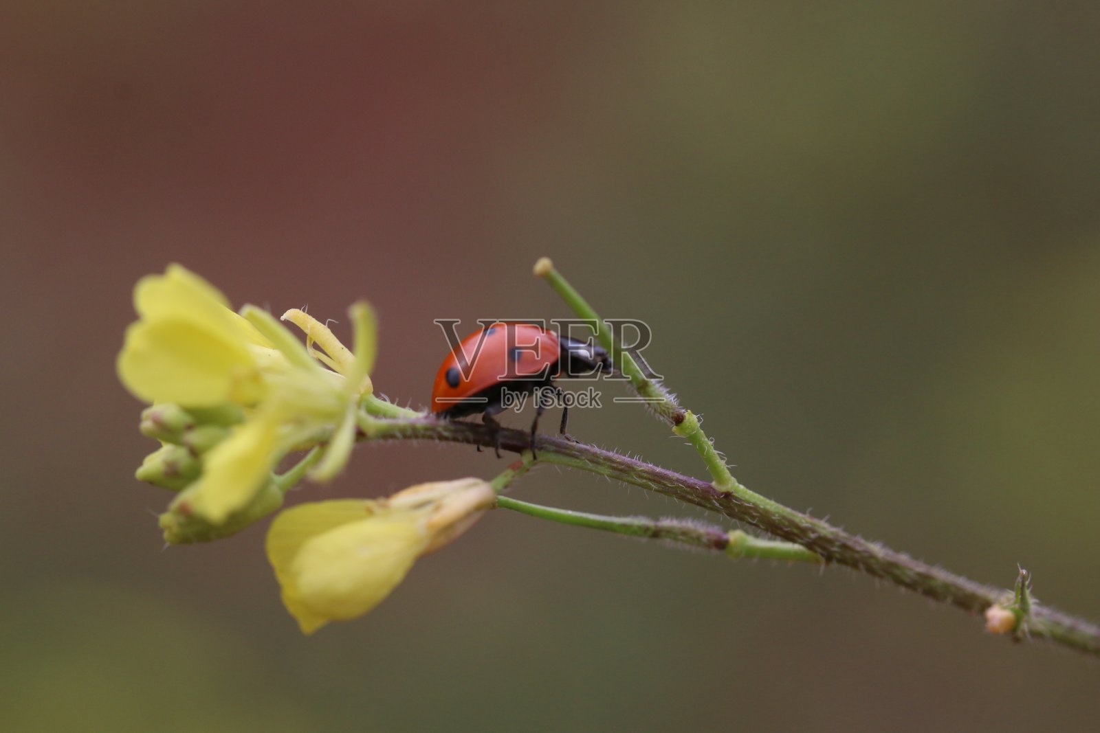 一只瓢虫在黄色的花枝上照片摄影图片