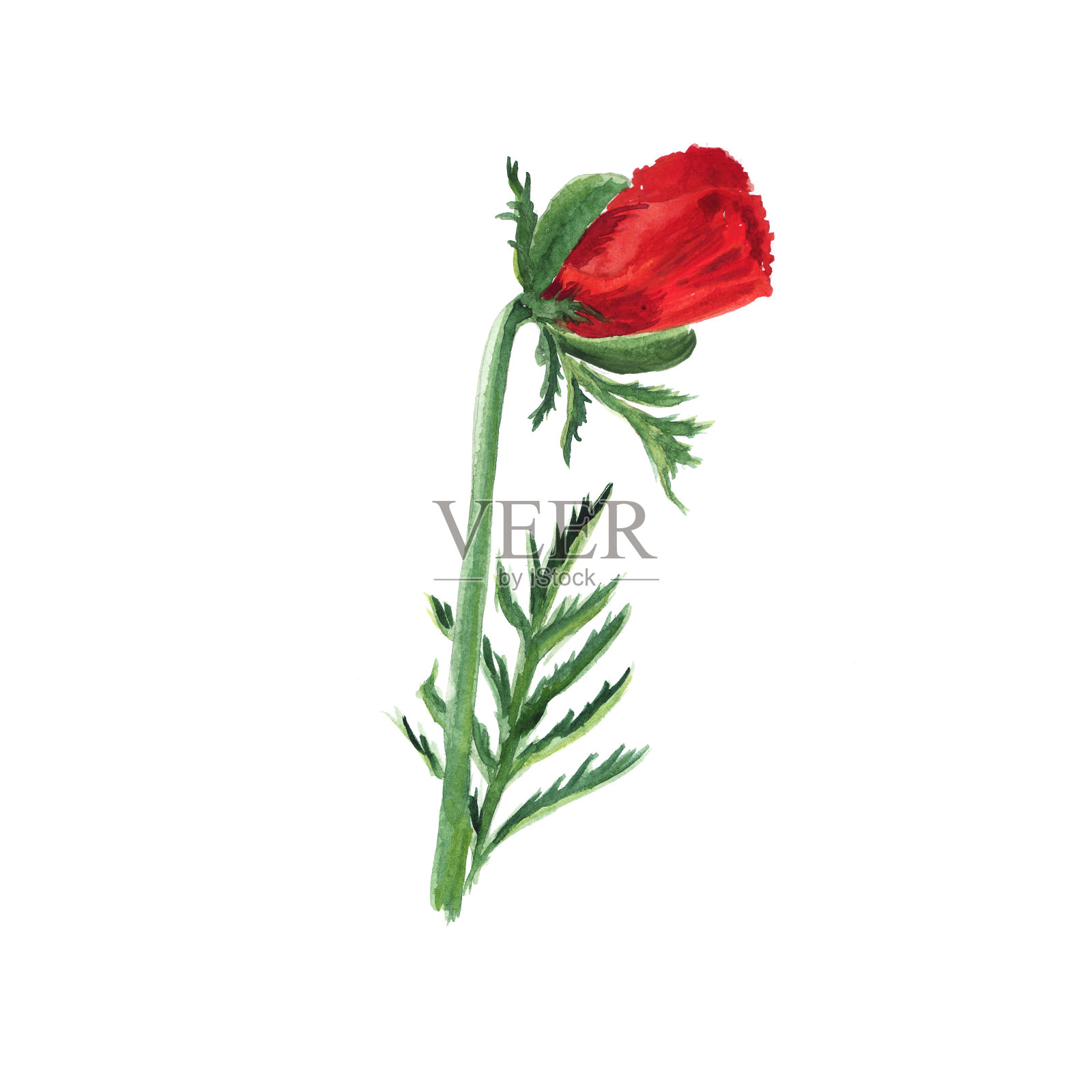 大红罂粟花水彩画，植物素描插画图片素材