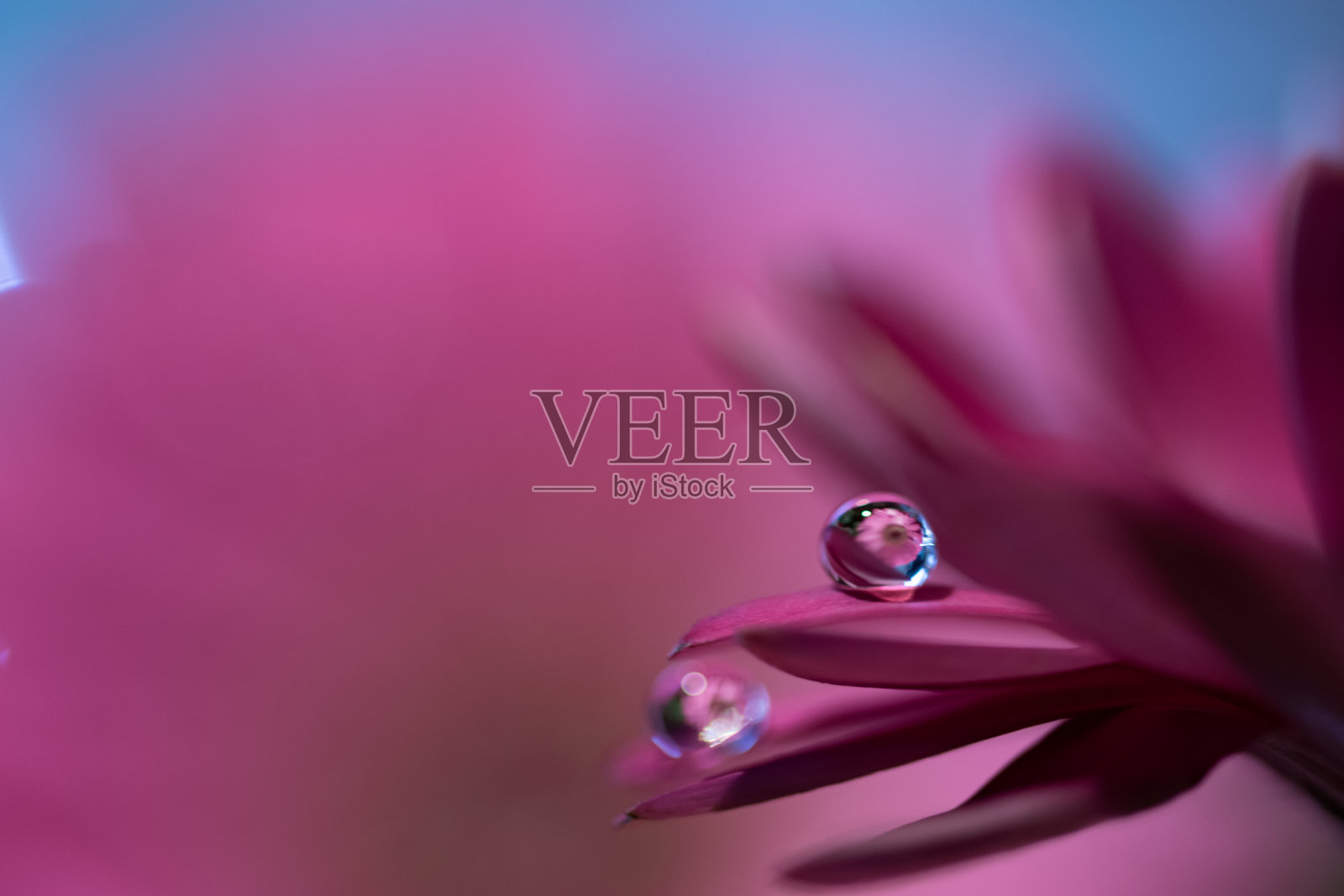 水滴折射紫色和紫色雏菊花瓣宏观选择性聚焦抽象模糊背景。照片摄影图片