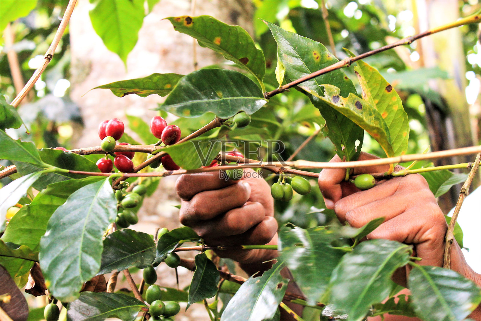 海地咖啡樱桃和花照片摄影图片