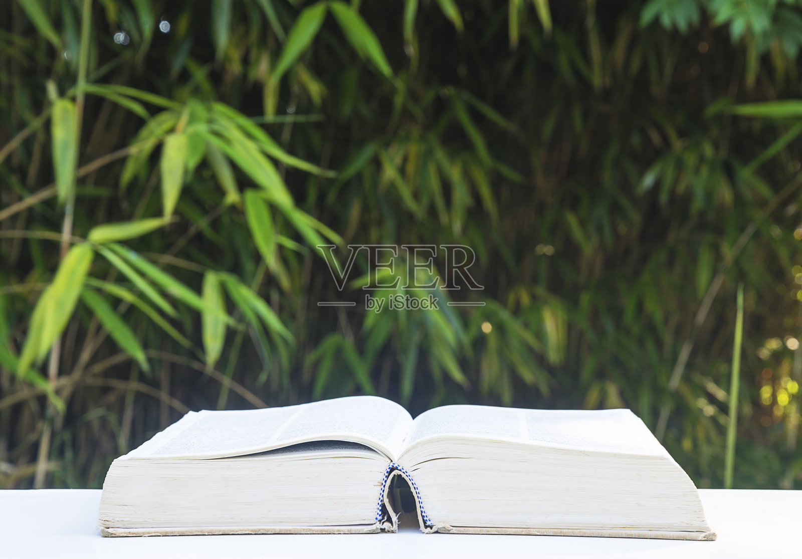 在阳光明媚的竹林前打开大书照片摄影图片