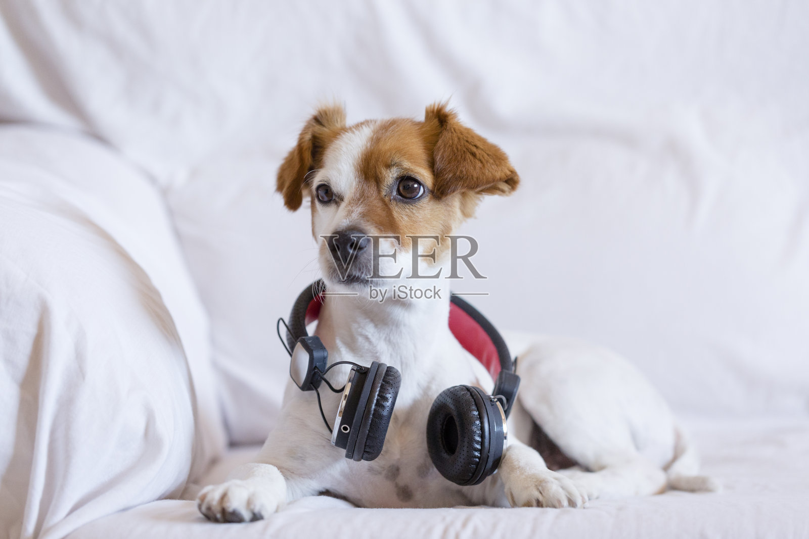 可爱的小狗坐在沙发上戴着耳机听着。看着相机，室内宠物和音乐概念照片摄影图片