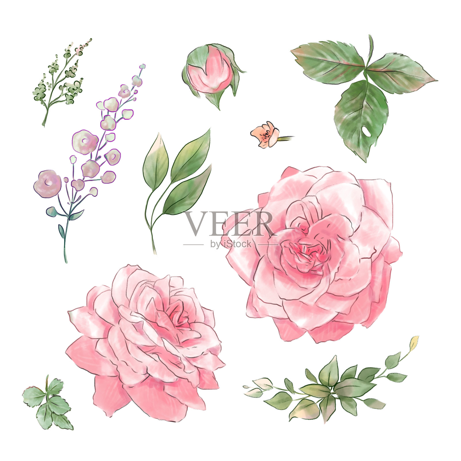 一大批娇嫩的玫瑰水彩画品质超群。插画图片素材