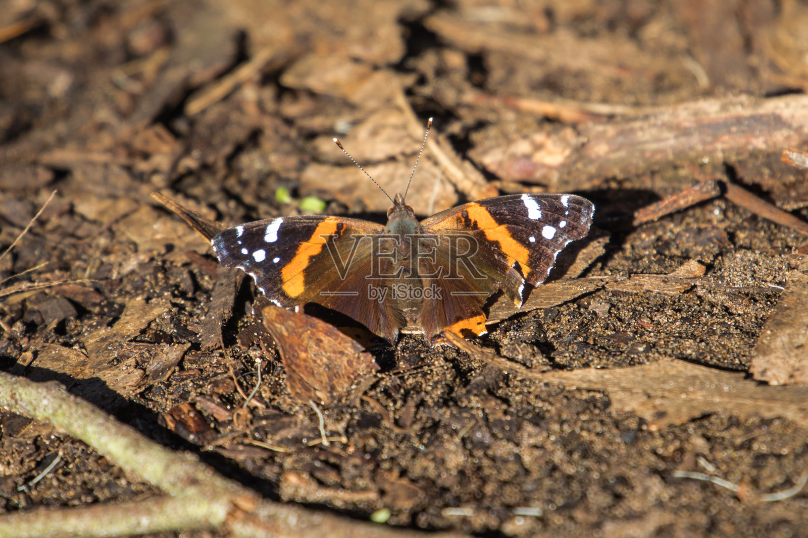 蝴蝶特写-棕色和橙色的颜色-昆虫背景污垢森林照片摄影图片