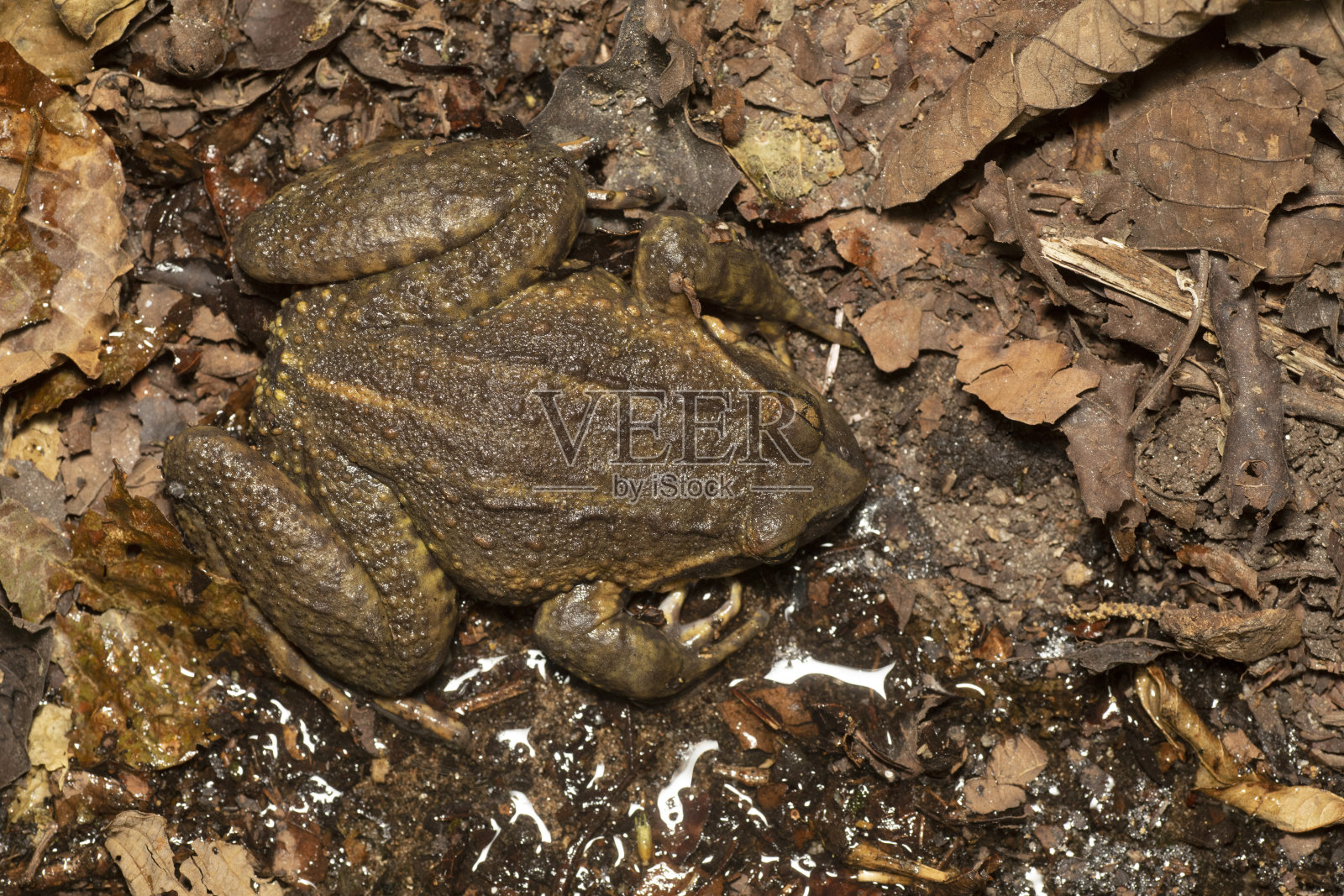 锡金Paa Frog, Nanorana liebigii，印度锡金照片摄影图片