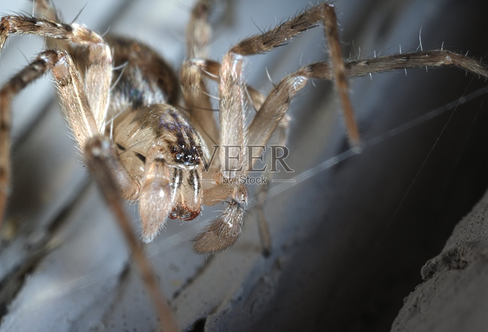 男性加州幽灵蜘蛛照片摄影图片