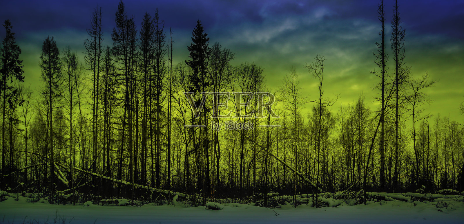 冬季傍晚日落时的森林景观。照片摄影图片