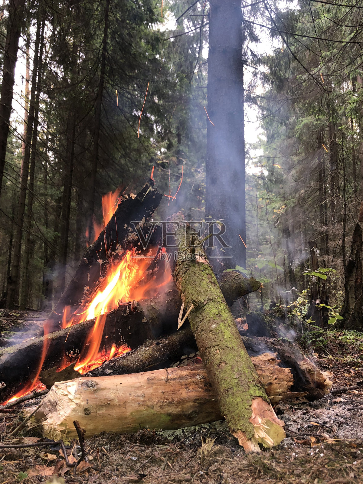 粗树枝着火了。傍晚，野火中燃烧着美丽的松树。木柴燃烧着橙色的火焰。火红的火焰在壁炉的热煤上。火的力量。照片摄影图片