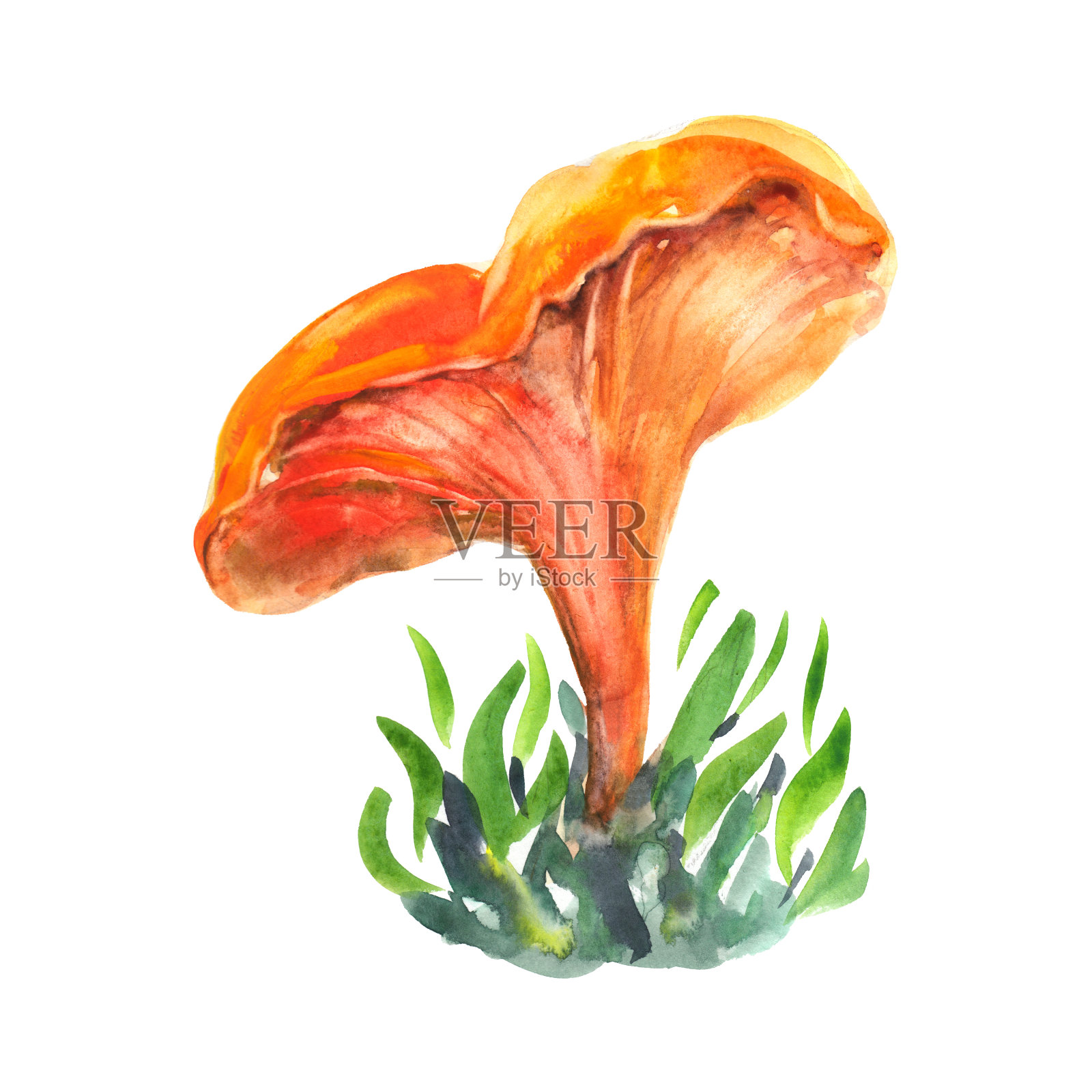 cantharelus cibarius水彩手绘插图孤立对象上的白色背景。cantharellus cantharellus cantharellus mushroom。插画图片素材