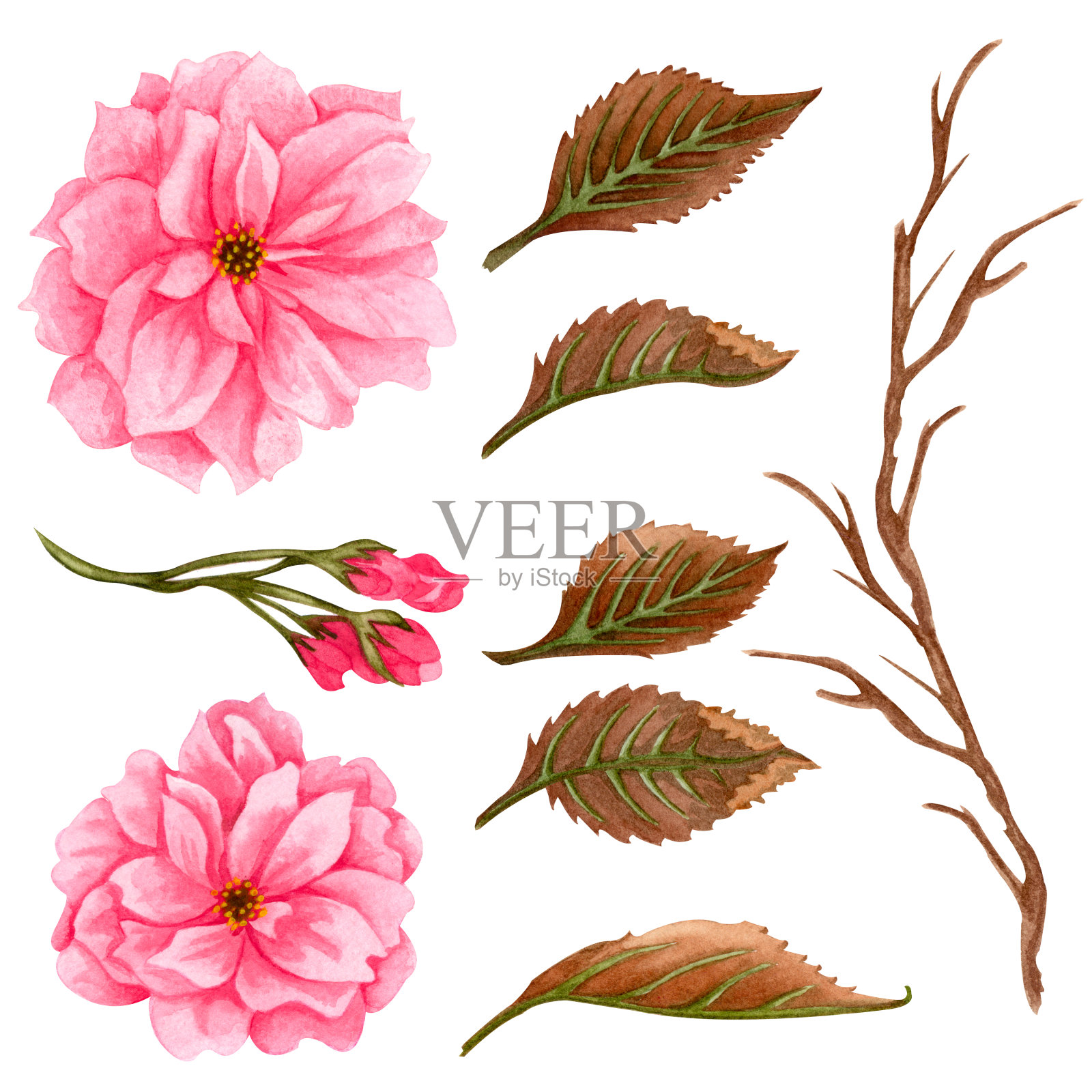 水彩画樱花。春天的果树开着粉红色的花。手绘植物图的樱花，樱桃。插画图片素材