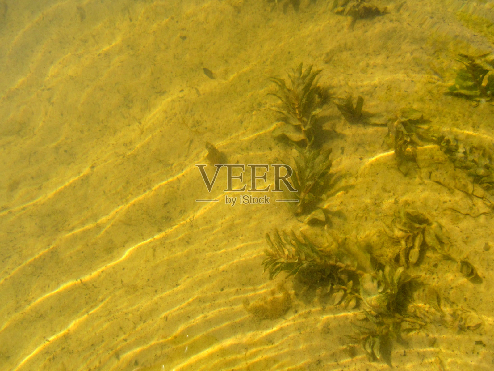 金黄色的阳光模式清澈透明的水和植物在沙地底部照片摄影图片