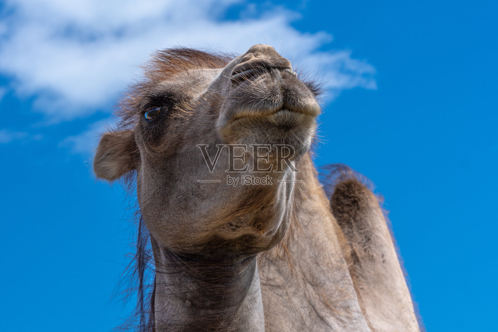 低角度的肖像骆驼对蓝色的天空照片摄影图片