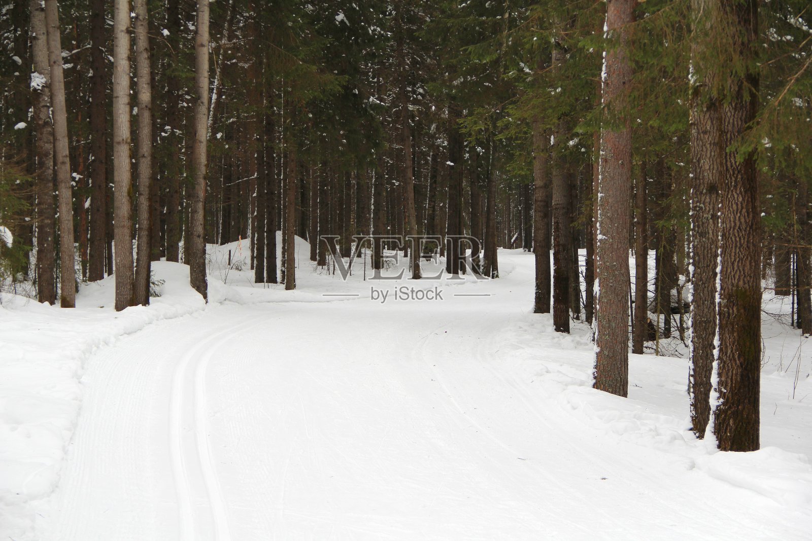 白雪覆盖的荒芜的小路上有树，是休息和散步的地方照片摄影图片