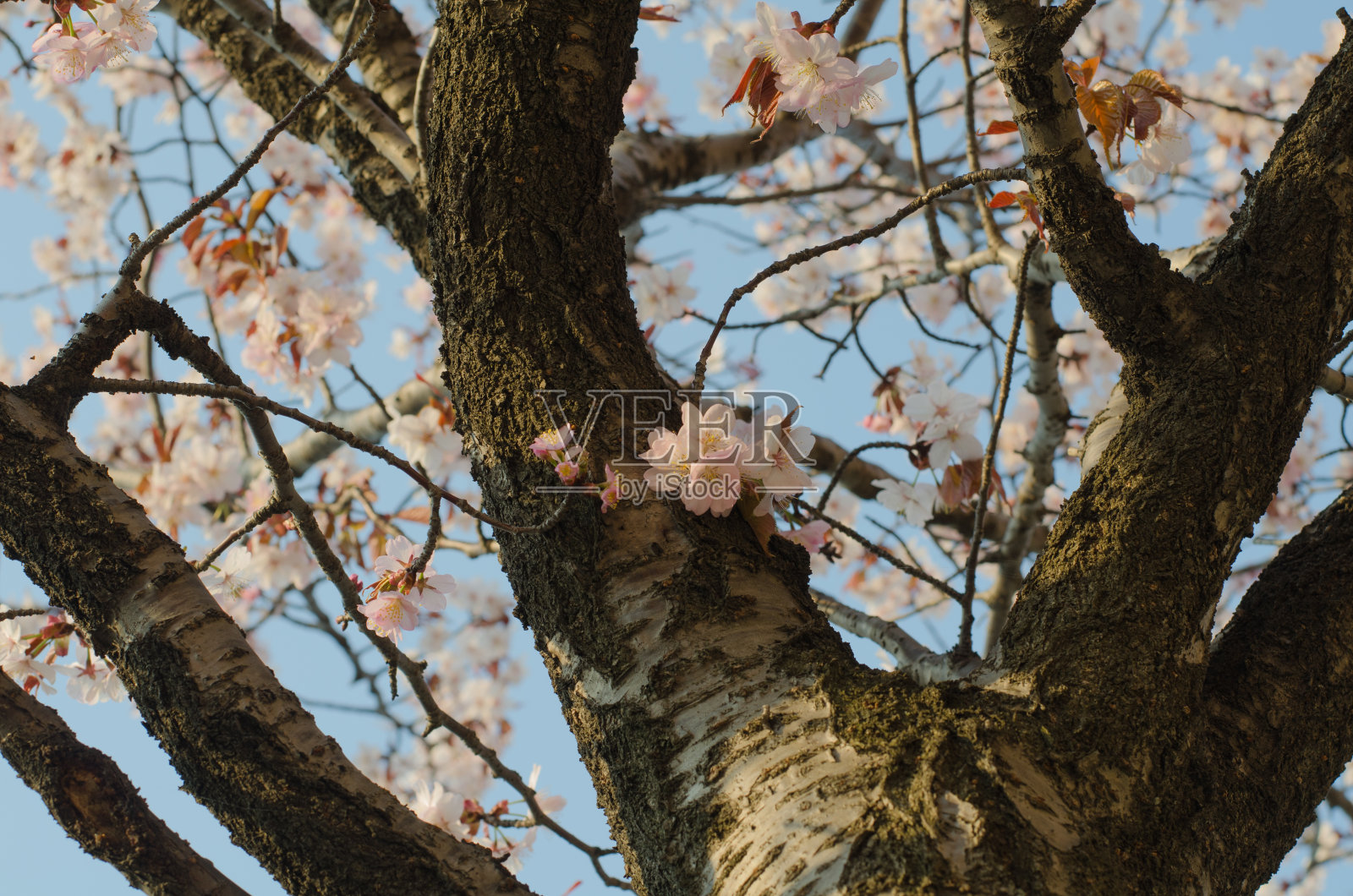 樱桃树照片摄影图片