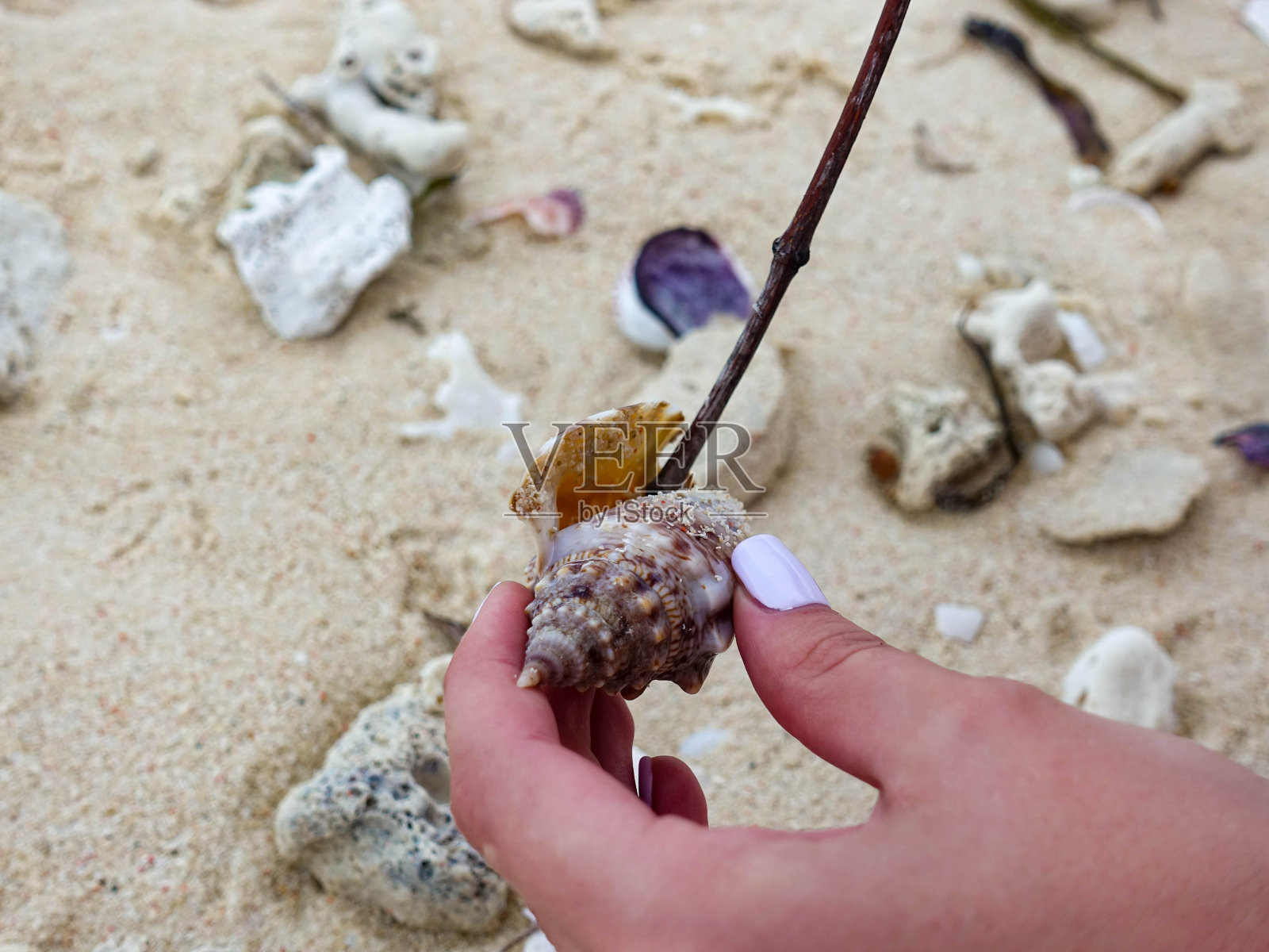 修指甲的女性手拿着一个海贝壳，用棍子把它插进去照片摄影图片
