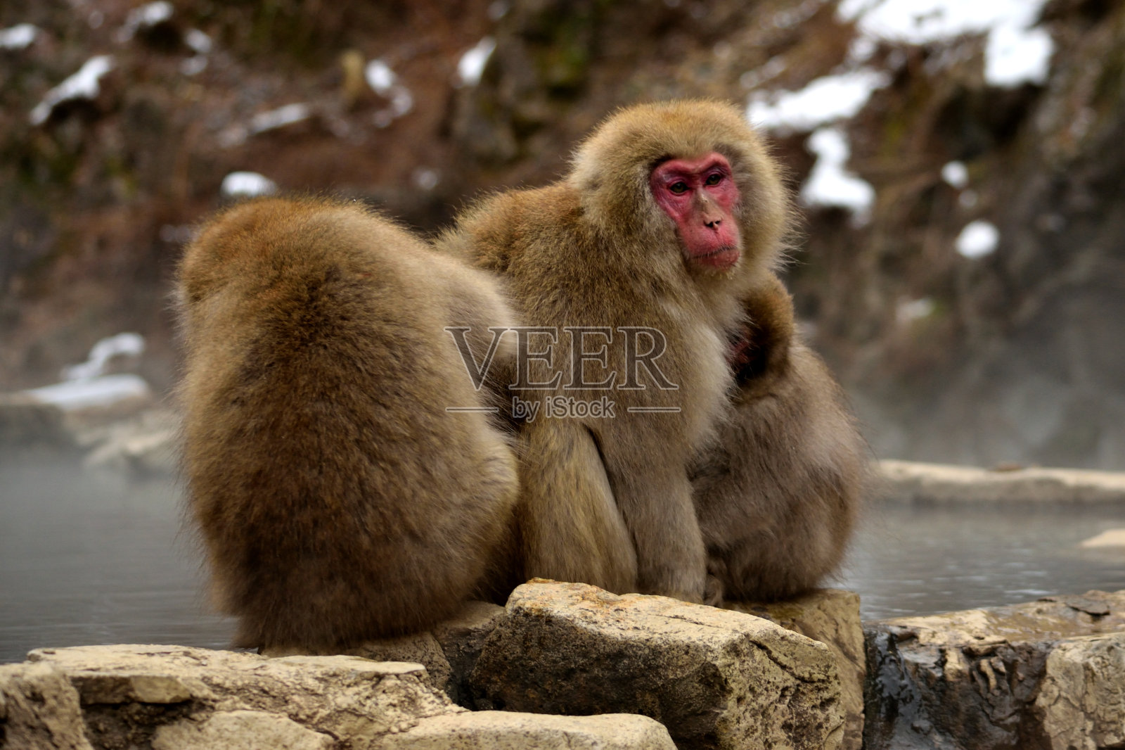 这是一群日本猕猴在冬季的特写镜头照片摄影图片