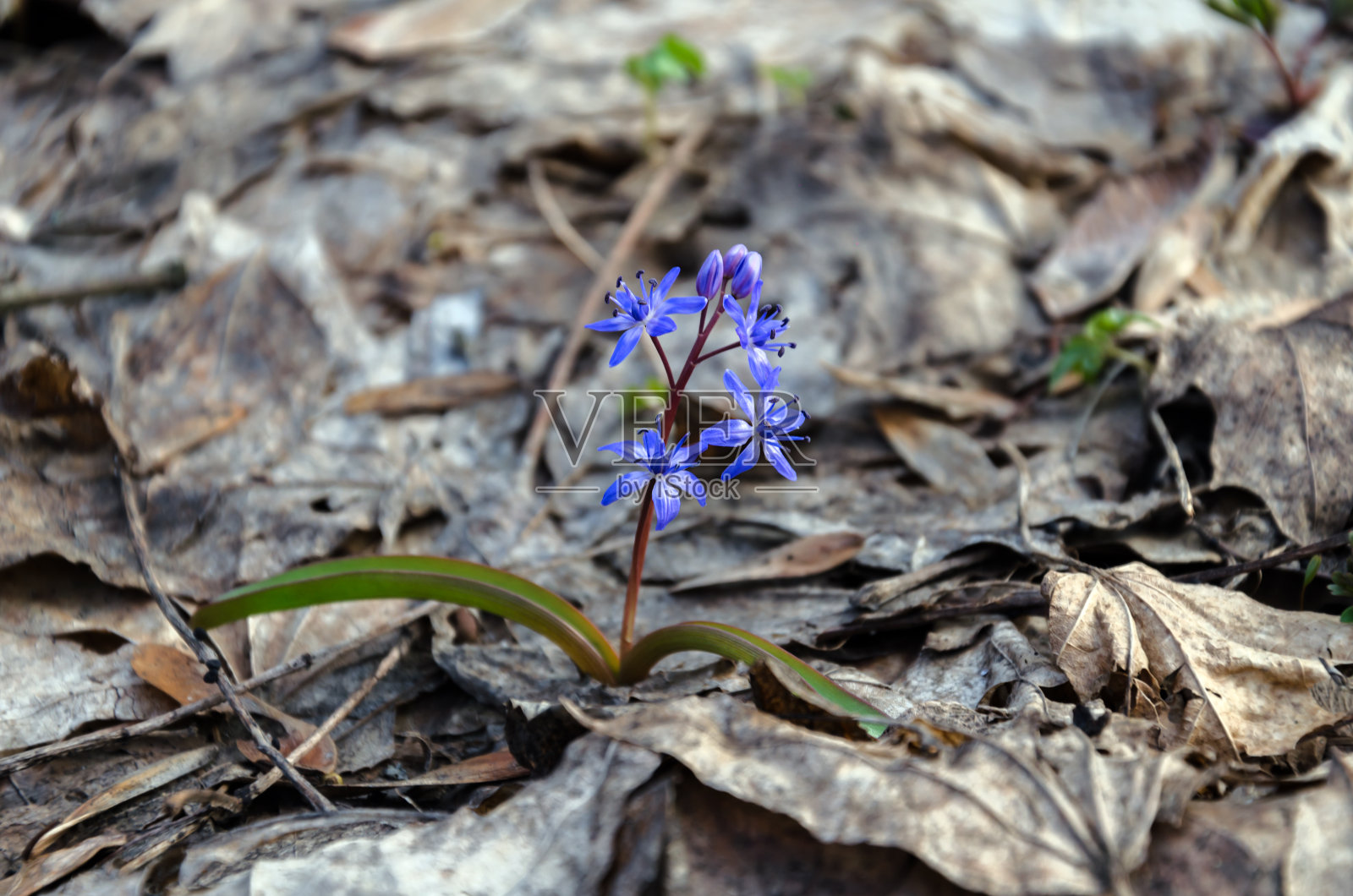 盛开的蓝色雪花莲，报春花在一个快乐的日子照片摄影图片