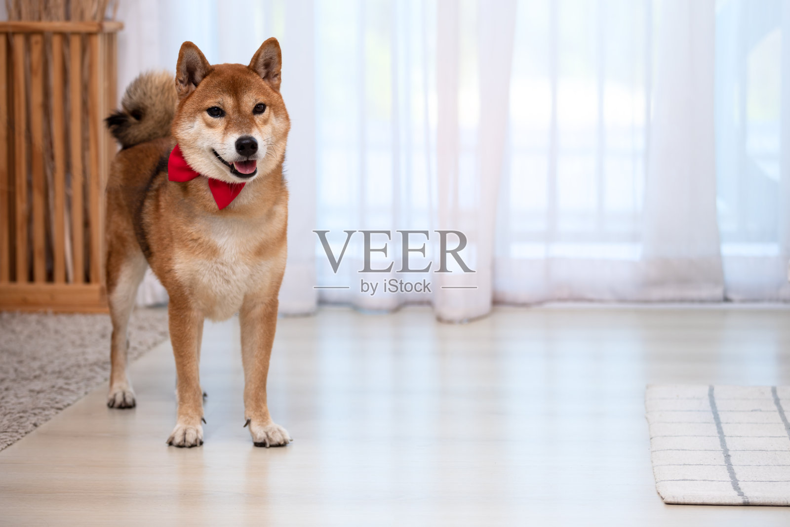带着红丝带的日本柴犬站在客厅的白色窗帘旁照片摄影图片