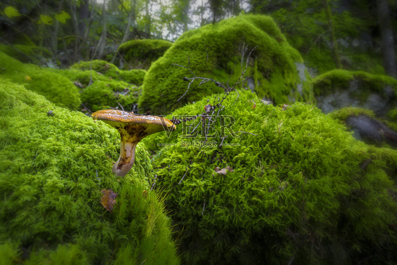 苔藓覆盖的岩石上长着蘑菇照片摄影图片