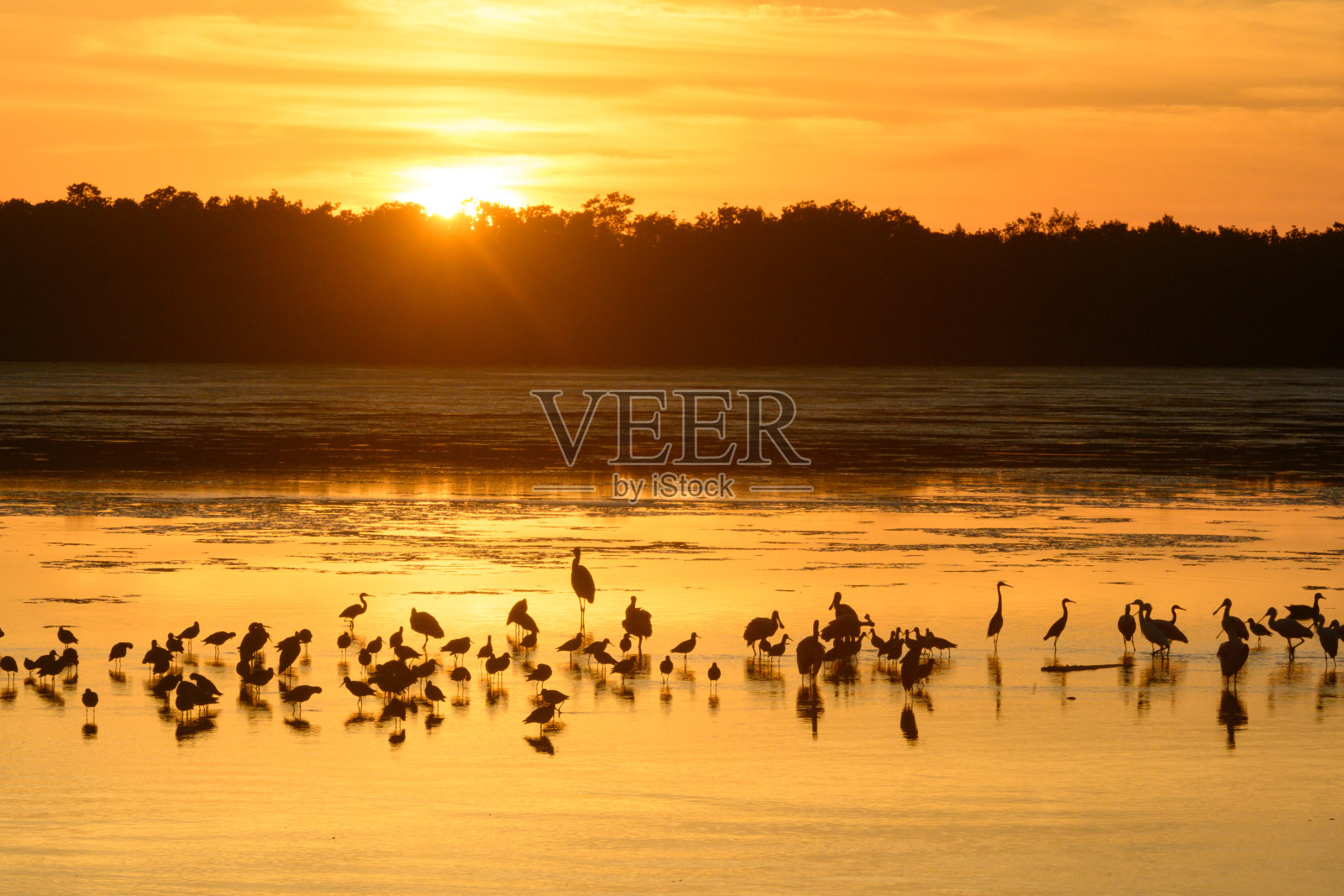 日落与鸟类剪影在丁达林国家野生动物保护区在佛罗里达萨尼贝尔岛照片摄影图片