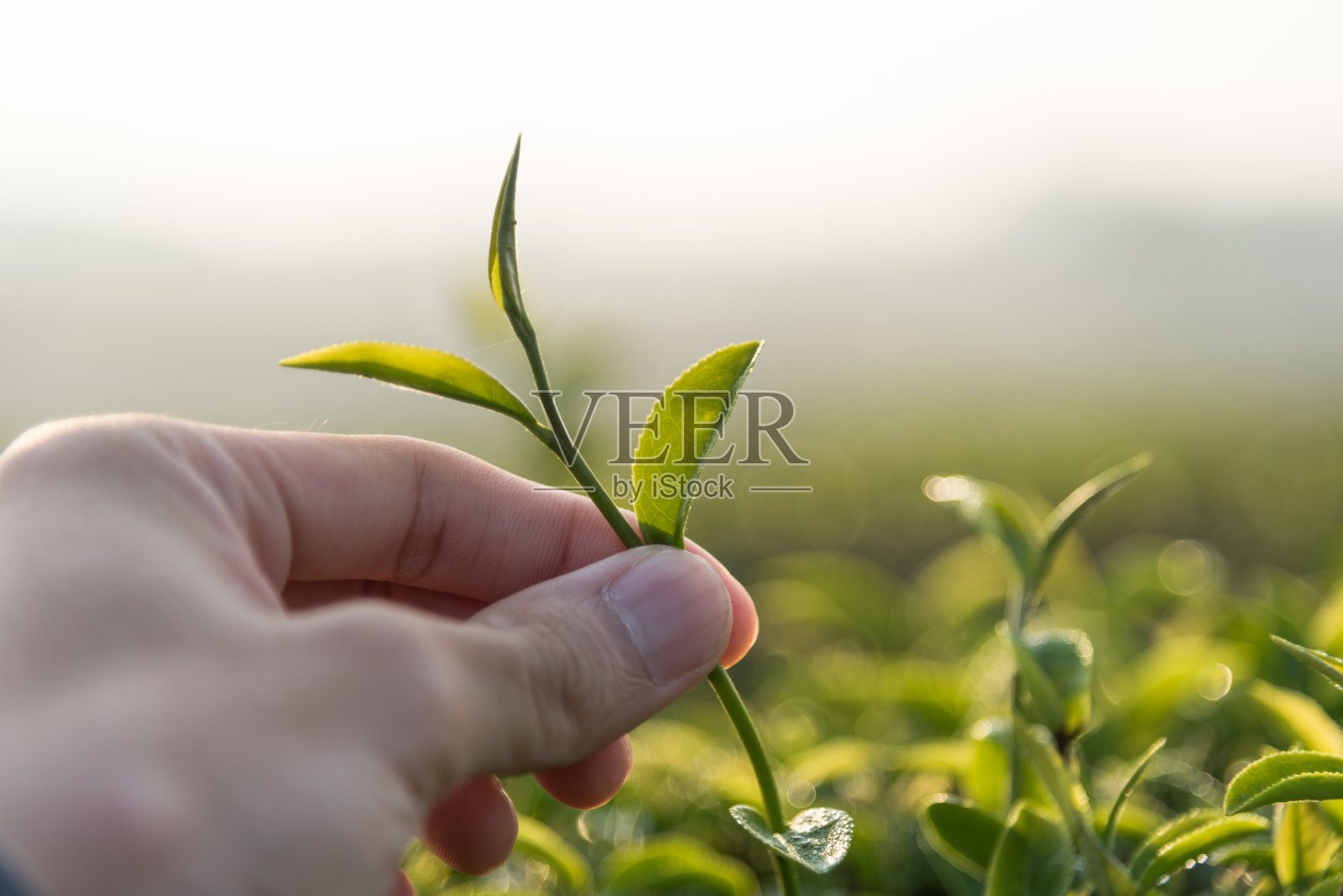 在泰国清莱，一个工人的手拿着绿茶叶子。照片摄影图片
