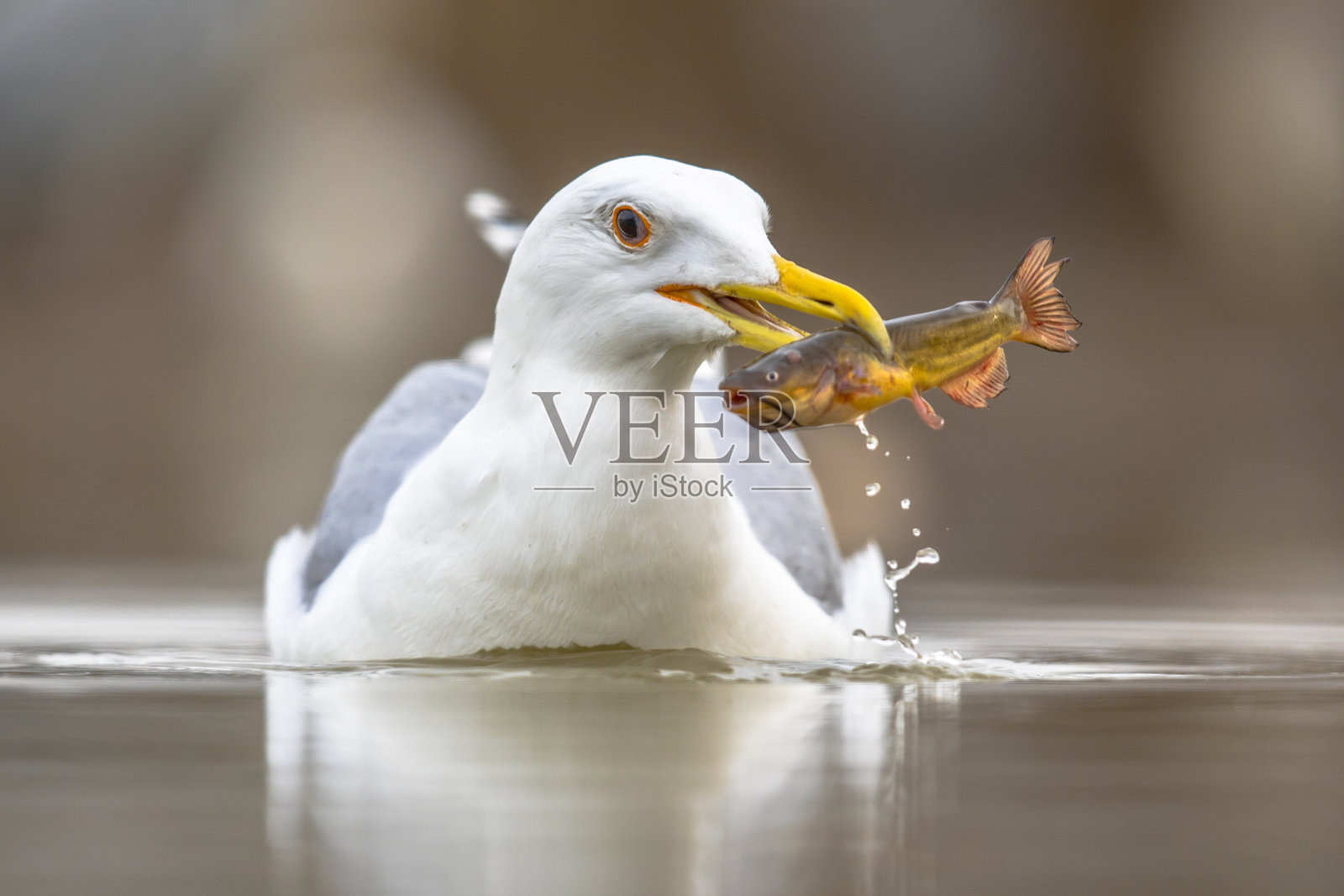 黄腿海鸥吃鱼照片摄影图片