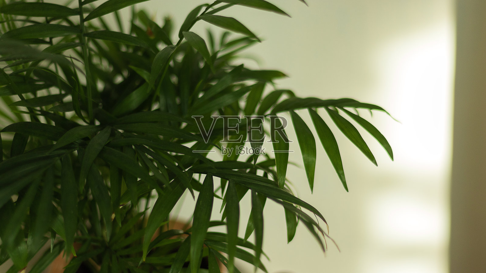 陶罐里的棕榈树，阳光下的室内植物。房屋景观美化和营造一个舒适的家照片摄影图片