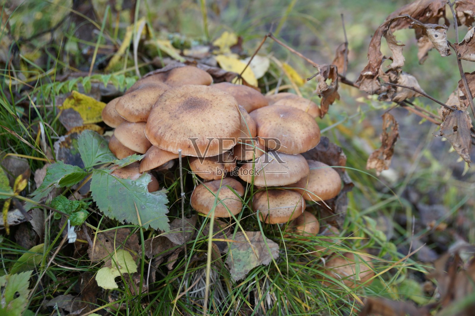 一组蘑菇北方蜂蜜木耳(北方蜜环菌)生长在树桩之间的草丛在秋天的森林。照片摄影图片