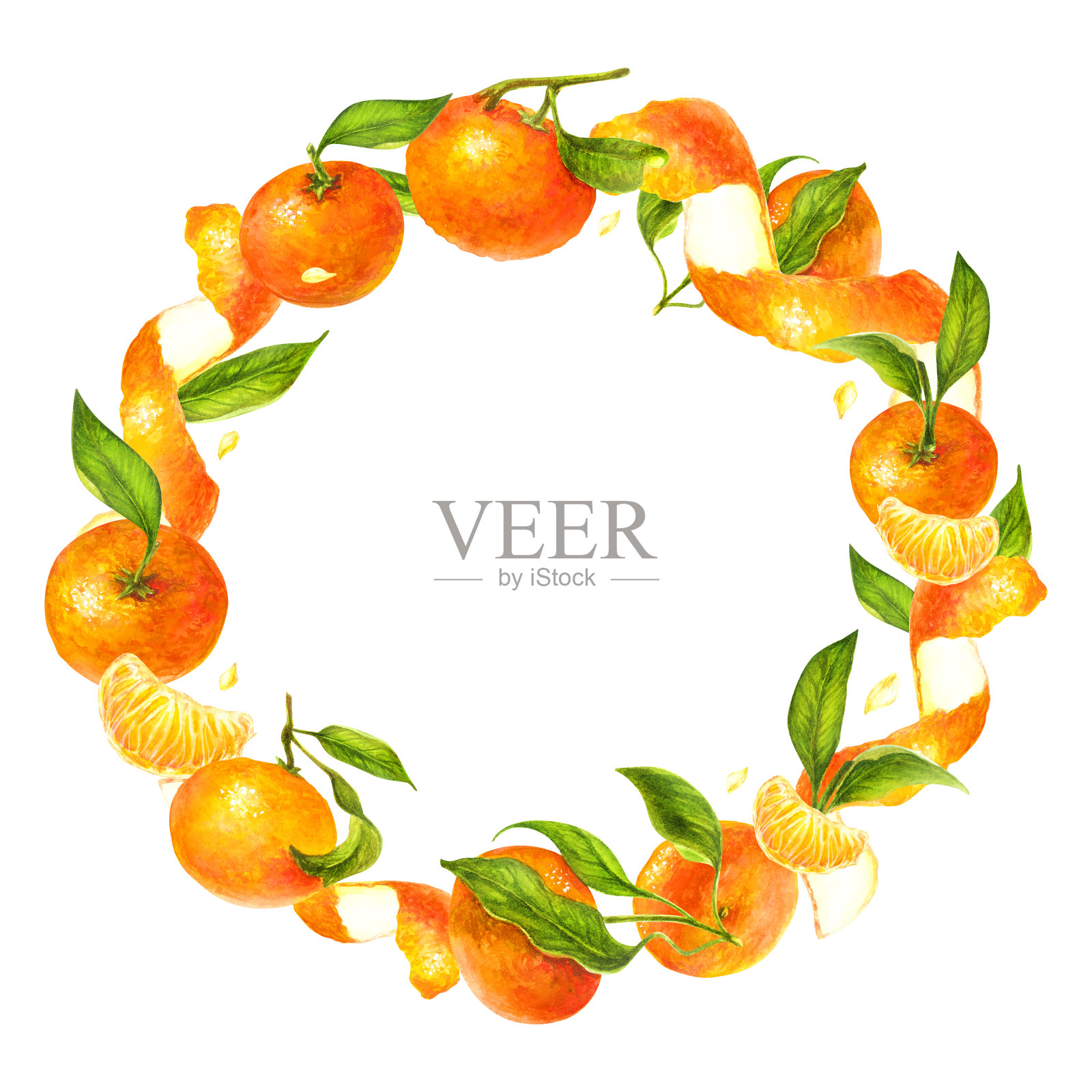 柑橘和绿叶水彩模板卡，圆框柑橘类水果，橙，植物绘画设计元素图片