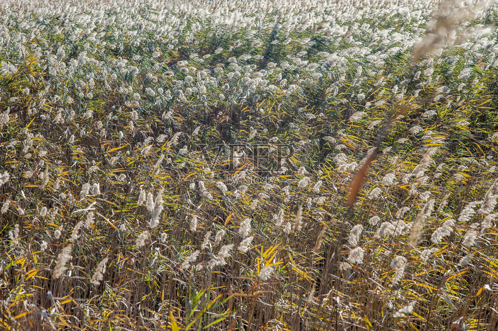 沼泽，芦苇为优势植物照片摄影图片