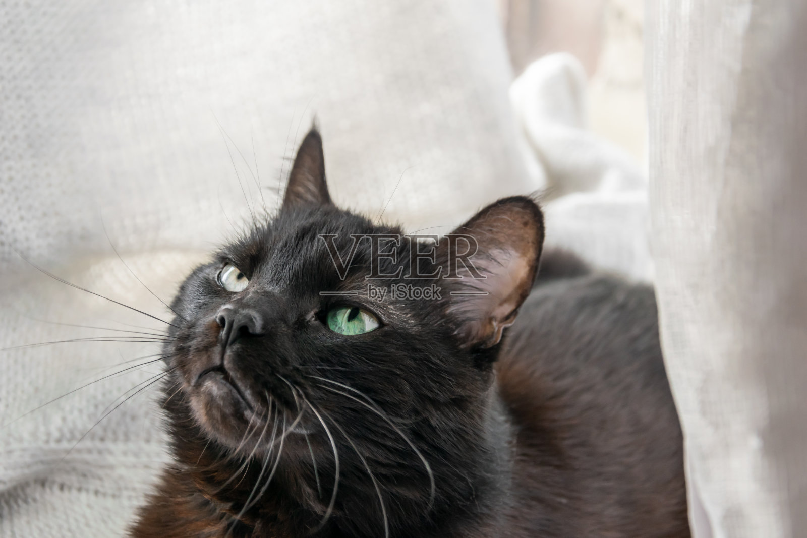 黑猫躺在白色的背景上，抬头望着家里照片摄影图片