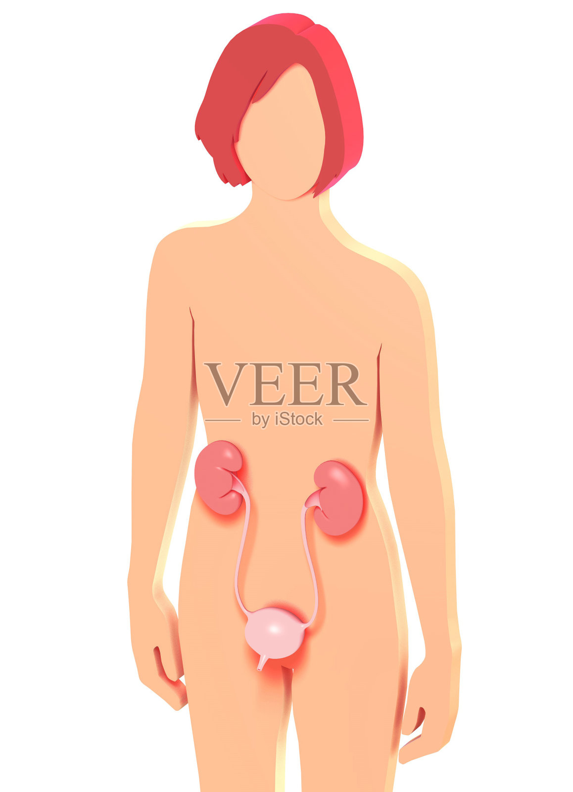 女性的平面3D插图显示解剖的泌尿系统。照片摄影图片