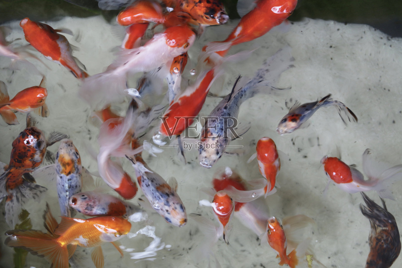 近距离的彩色红色，白色和黑色鲤鱼在一个鱼塘的水特征，扇尾金鱼，shubunkins，彗星，红帽红橙，花红橙，蝴蝶锦鲤照片摄影图片