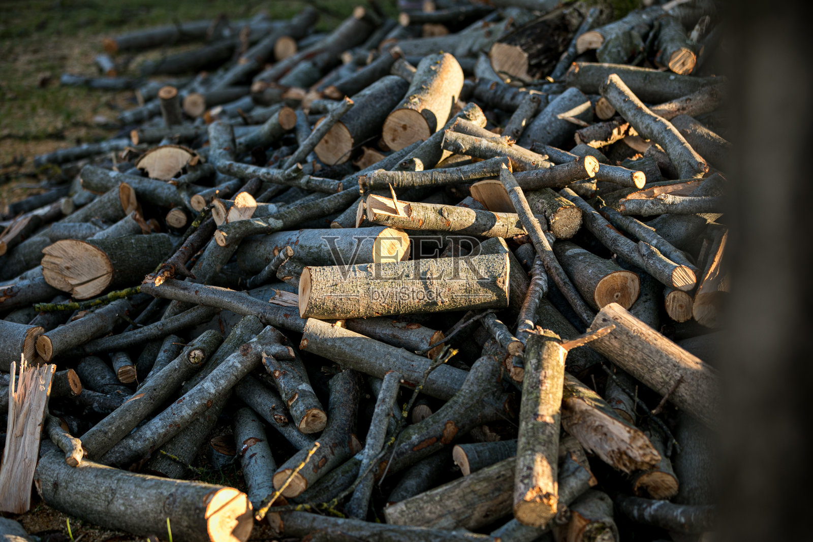 冬季森林中一堆被砍倒的树干照片摄影图片
