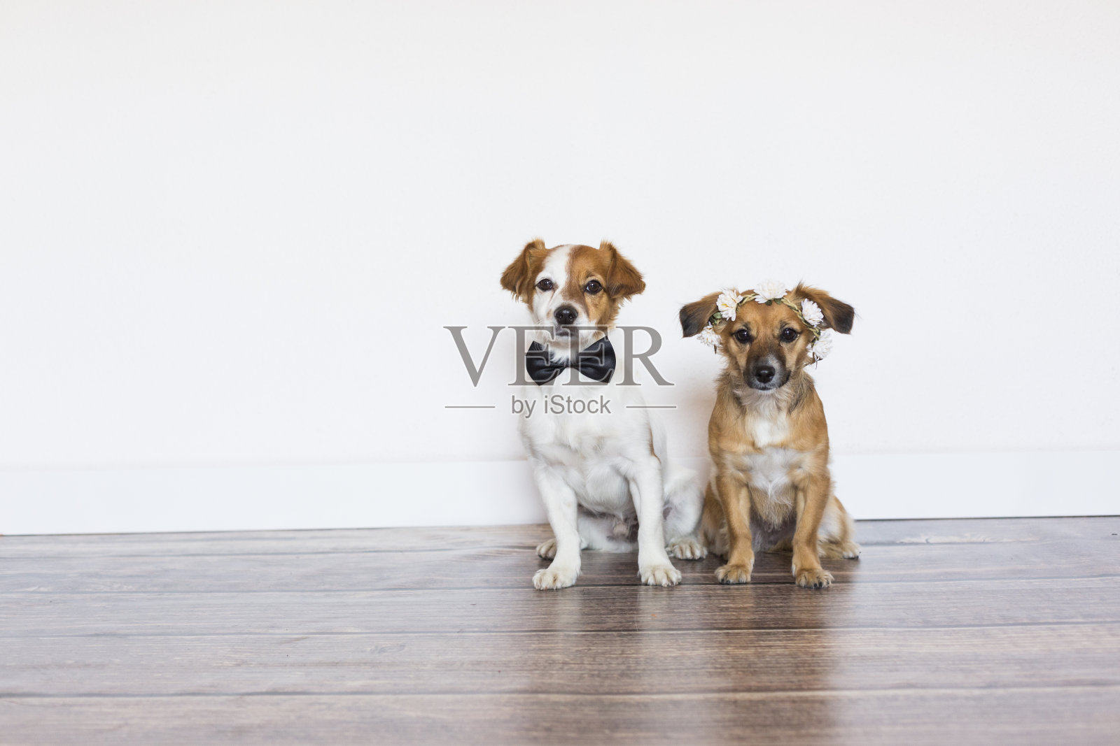 两只可爱的小狗戴着领结和白色背景上的玫瑰花环。结婚的概念。在室内照片摄影图片