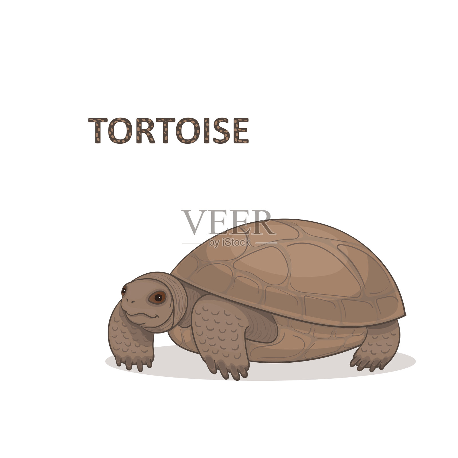 矢量插图，一个卡通棕色投标乌龟，孤立在一个白色的背景。设计元素图片
