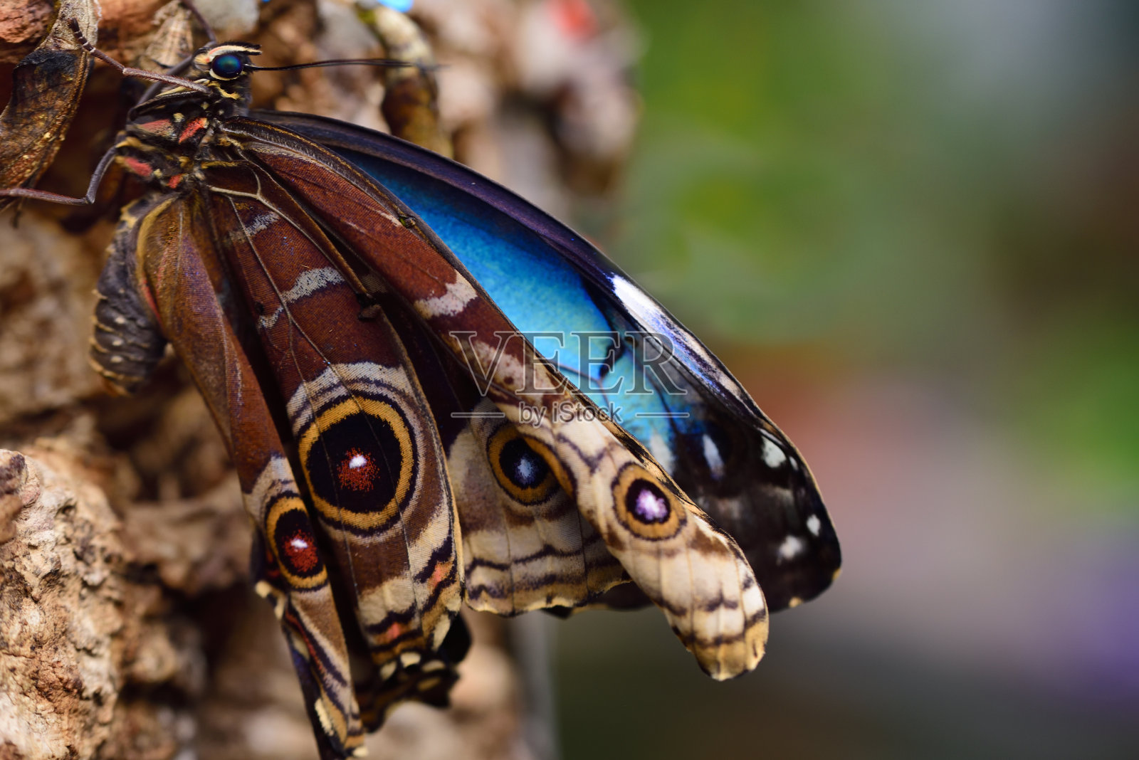 一只刚孵化出来的蓝色大闪蝶挂在有着蓝色和棕色翅膀的树皮上晾干翅膀照片摄影图片