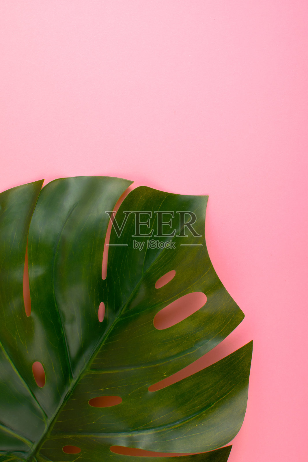 柔和的粉红色背景和绿色的热带棕榈叶。照片摄影图片