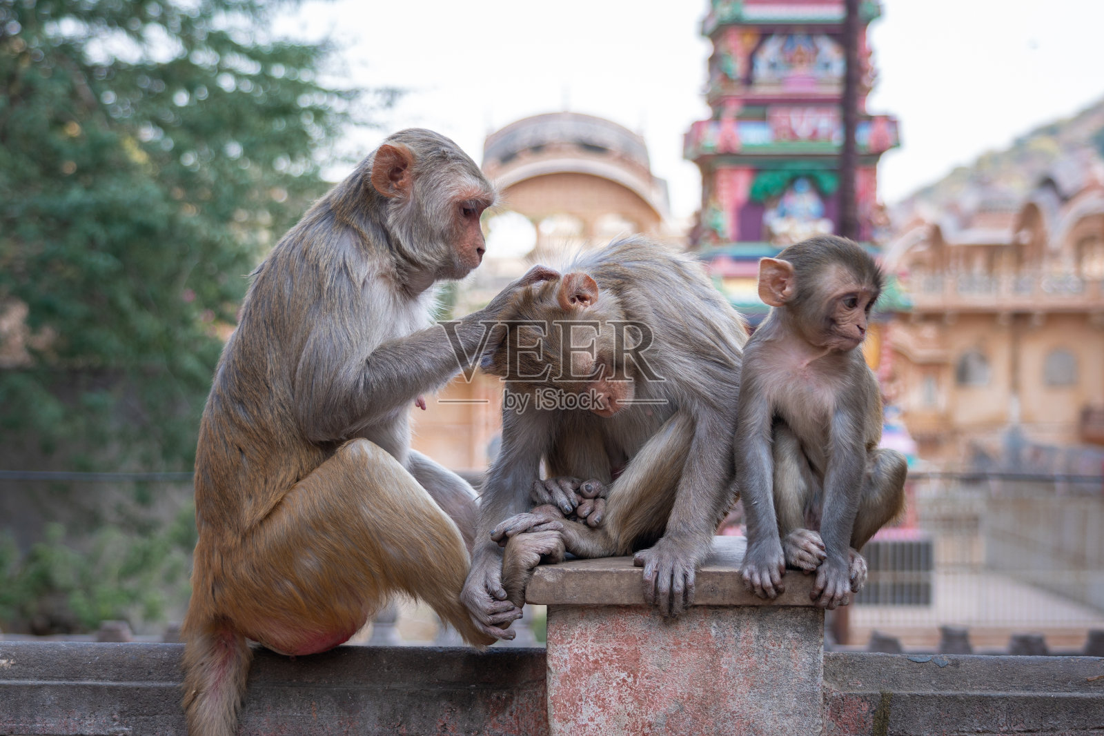 印度斋浦尔哈奴曼寺的猴子照片摄影图片