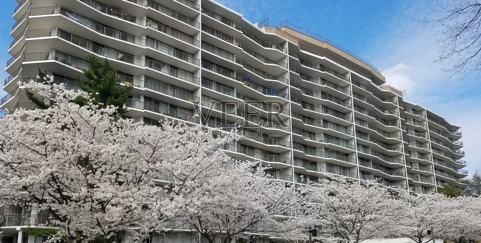 一幢多层建筑前盛开的樱桃树照片摄影图片
