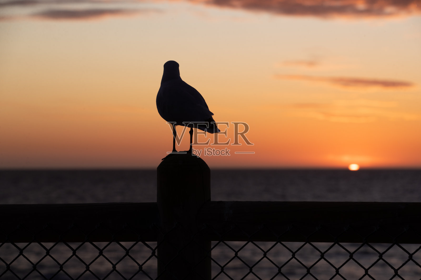 海鸥在日落时分照片摄影图片
