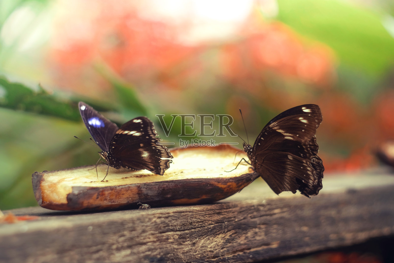黑色和白色的翅膀蝴蝶以苹果为食照片摄影图片