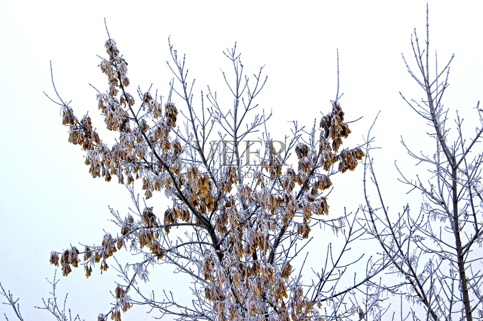 白底上的白蜡树的树枝。照片摄影图片