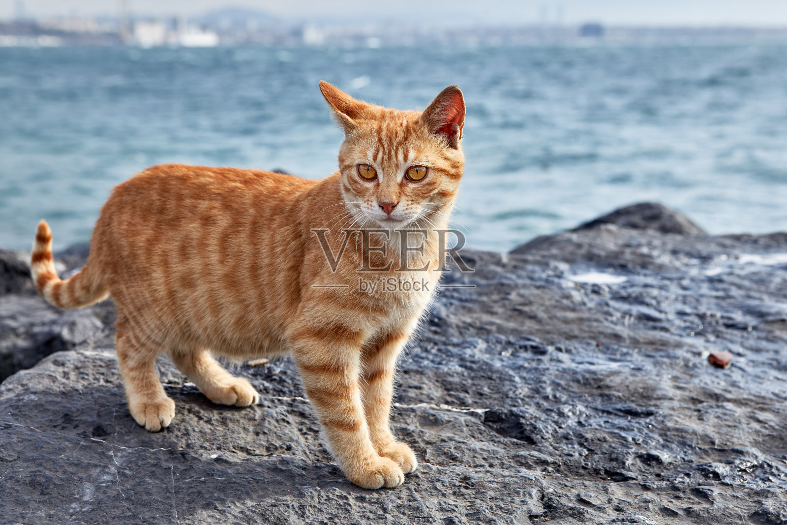 一只斑纹姜黄色的猫站在海边的悬崖上。照片摄影图片