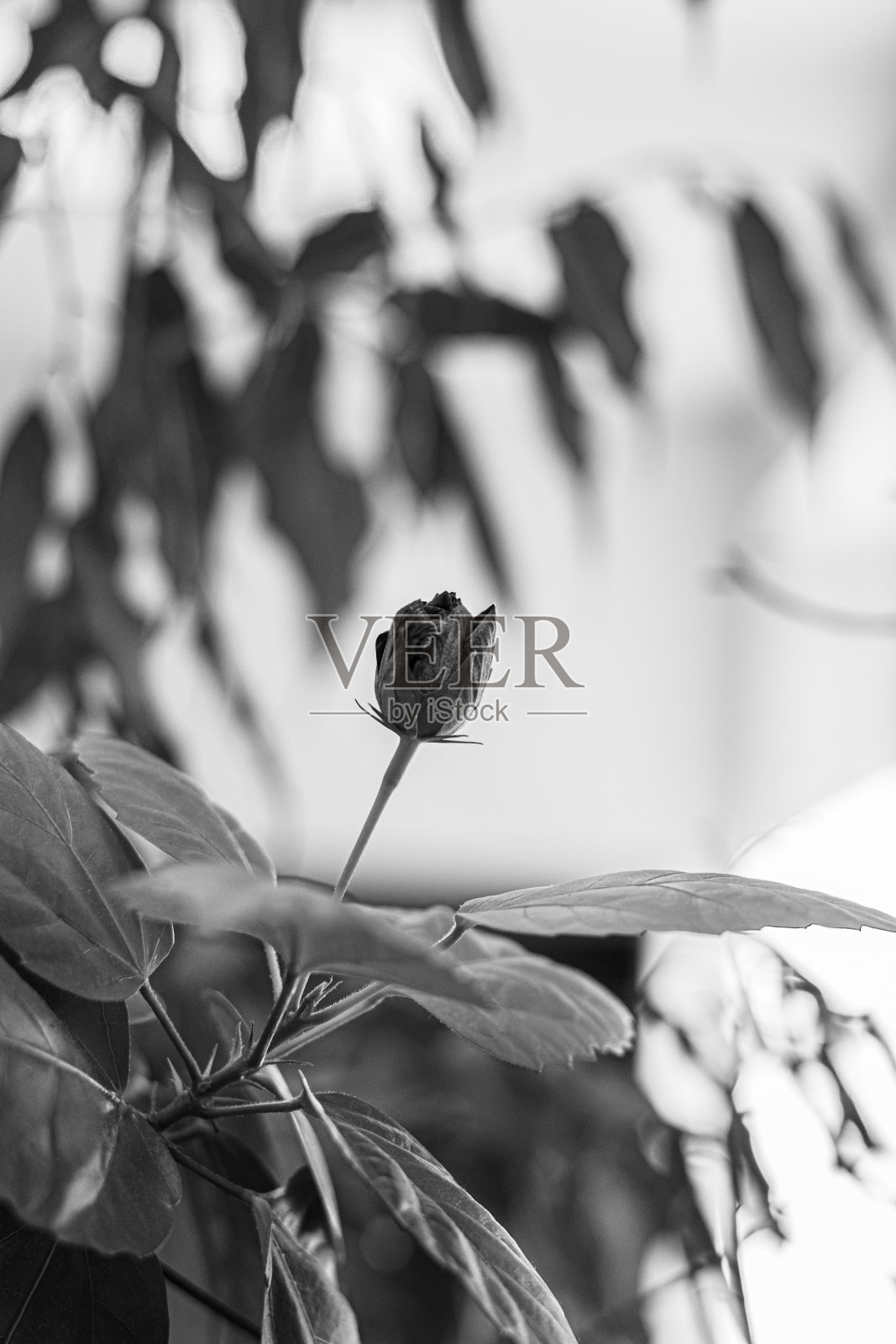 黑白照片中的玫瑰花蕾在绿色的树叶在模糊的背景。摘要背景与离焦植物枝条和新鲜的叶子。灯光背景下的花朵剪影。照片摄影图片