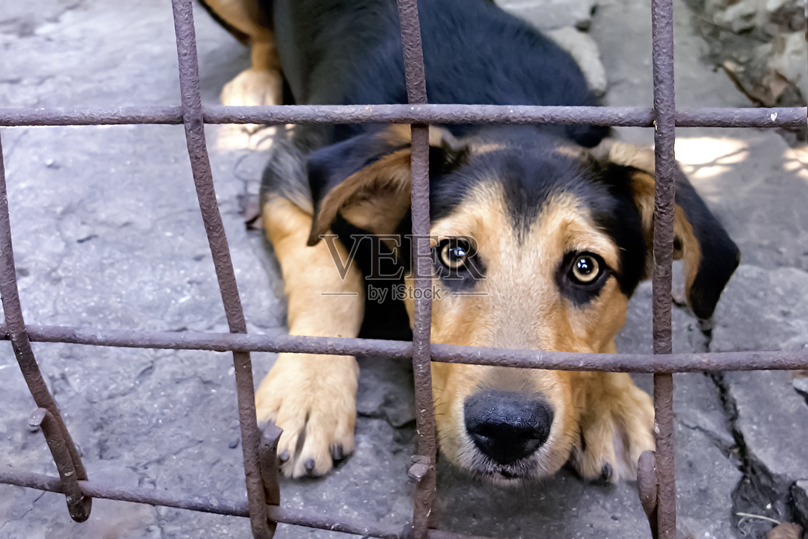 一只有着大眼睛的小狗躺在一个金属笼子里，带着惊恐的表情。特写镜头。照片摄影图片